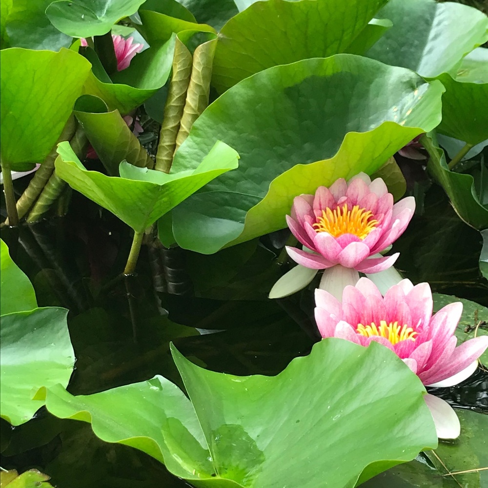 Meet your Posher, Lily